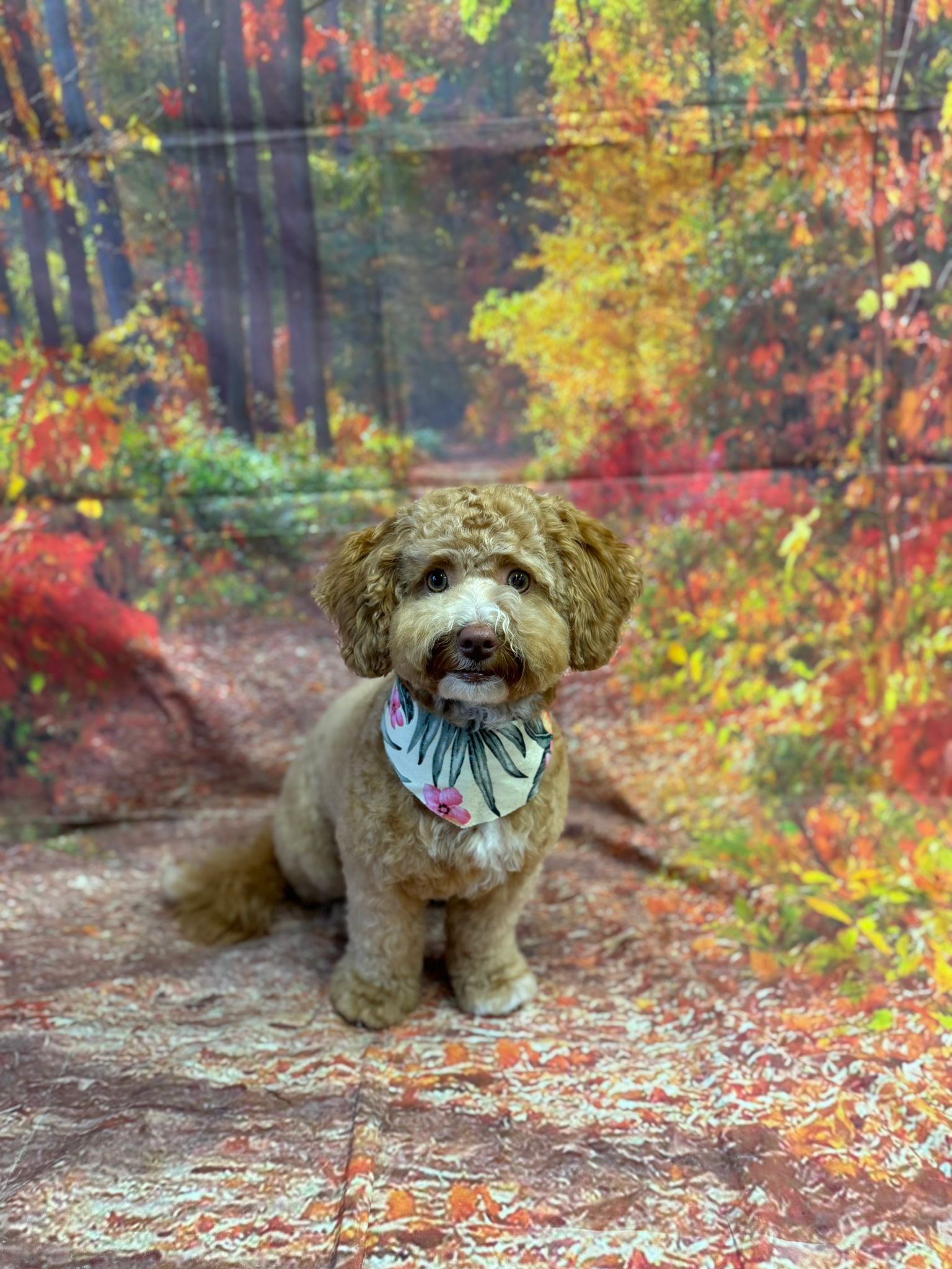 Golden cockapoo with floral bandana in autumn setting