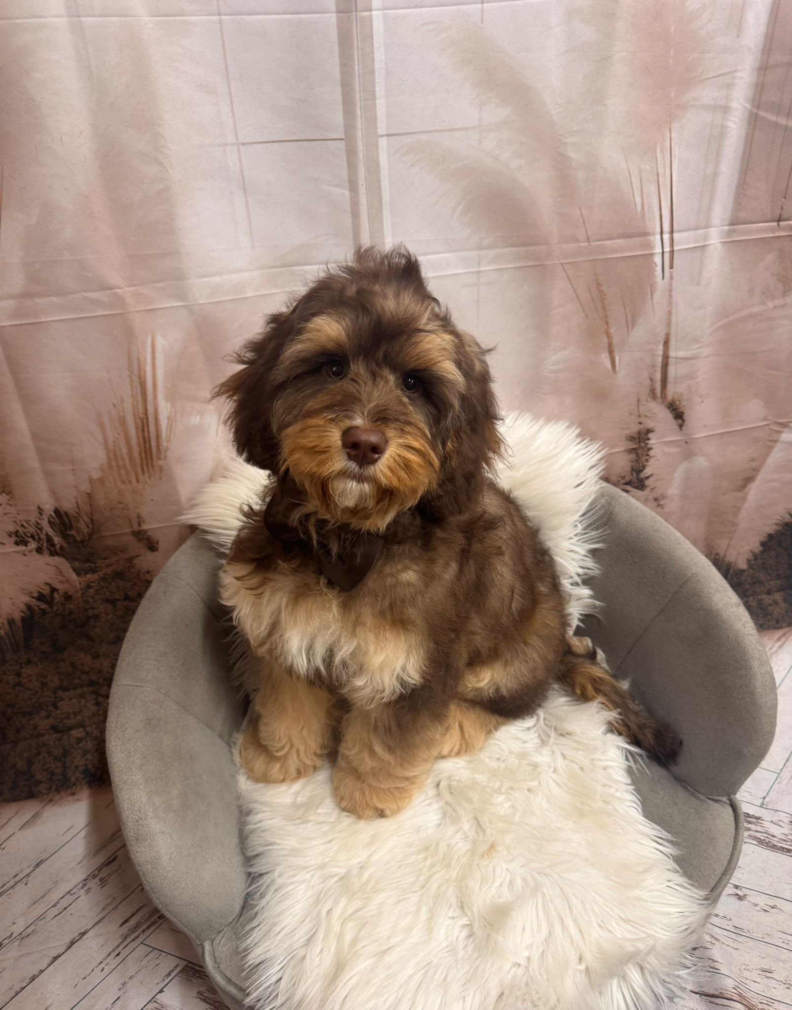 Chocolate cockapoo on fluffy chair