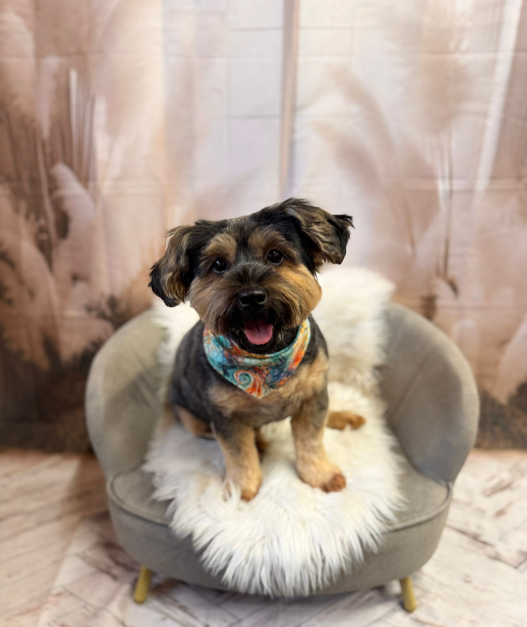 Happy yorkie mix with colorful bandana