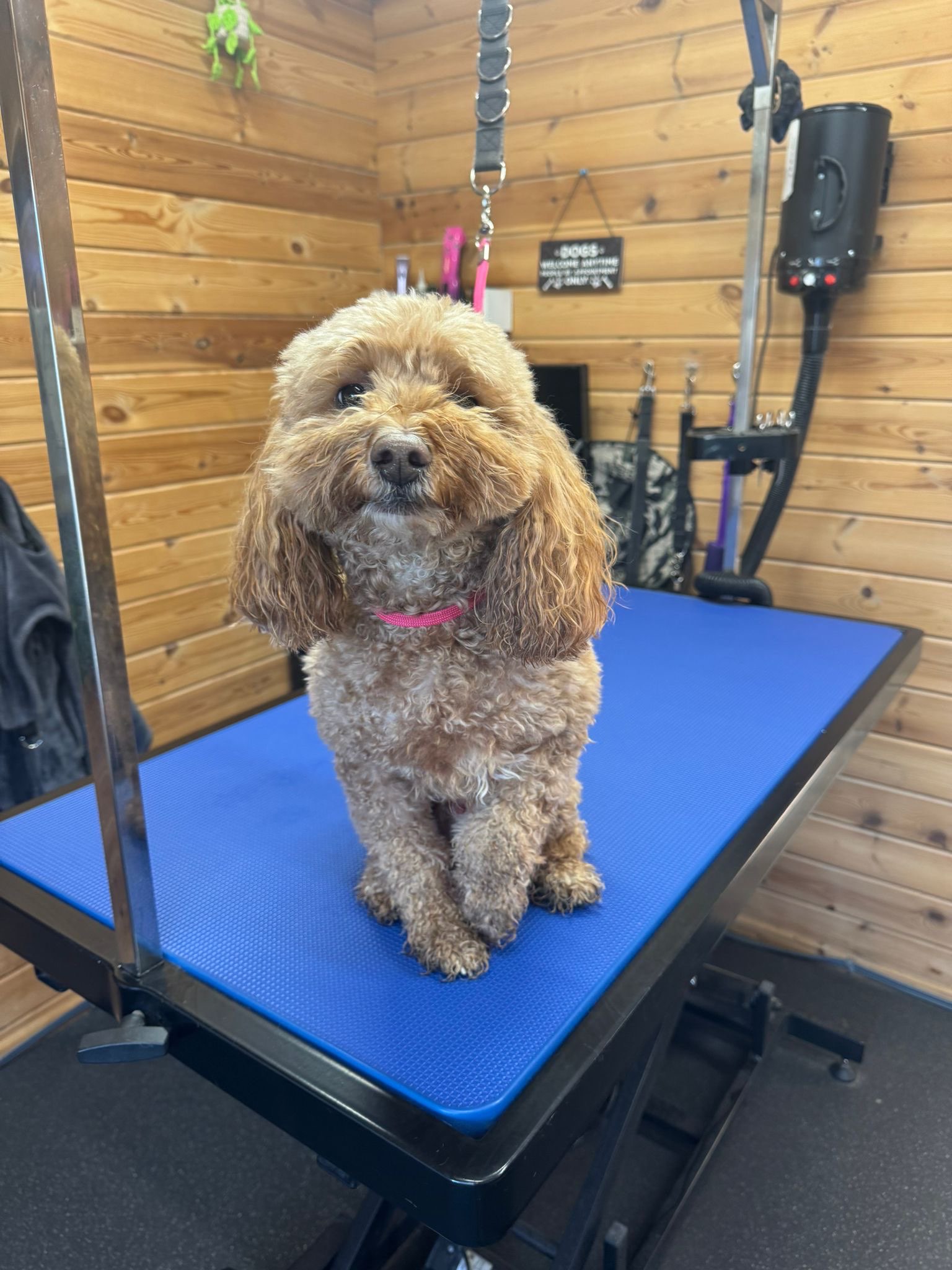 Fluffy apricot cockapoo on grooming table