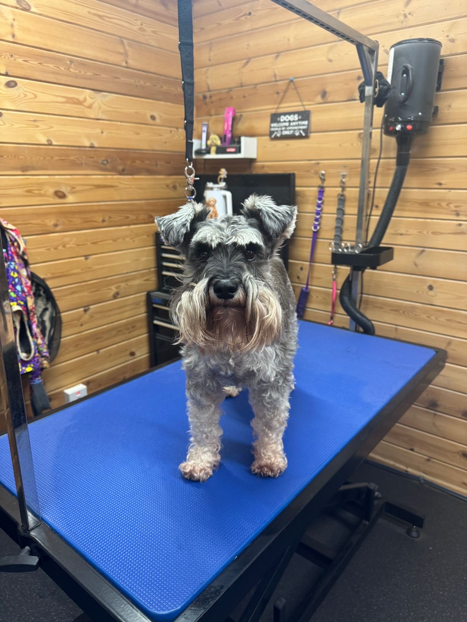 Beautifully groomed schnauzer