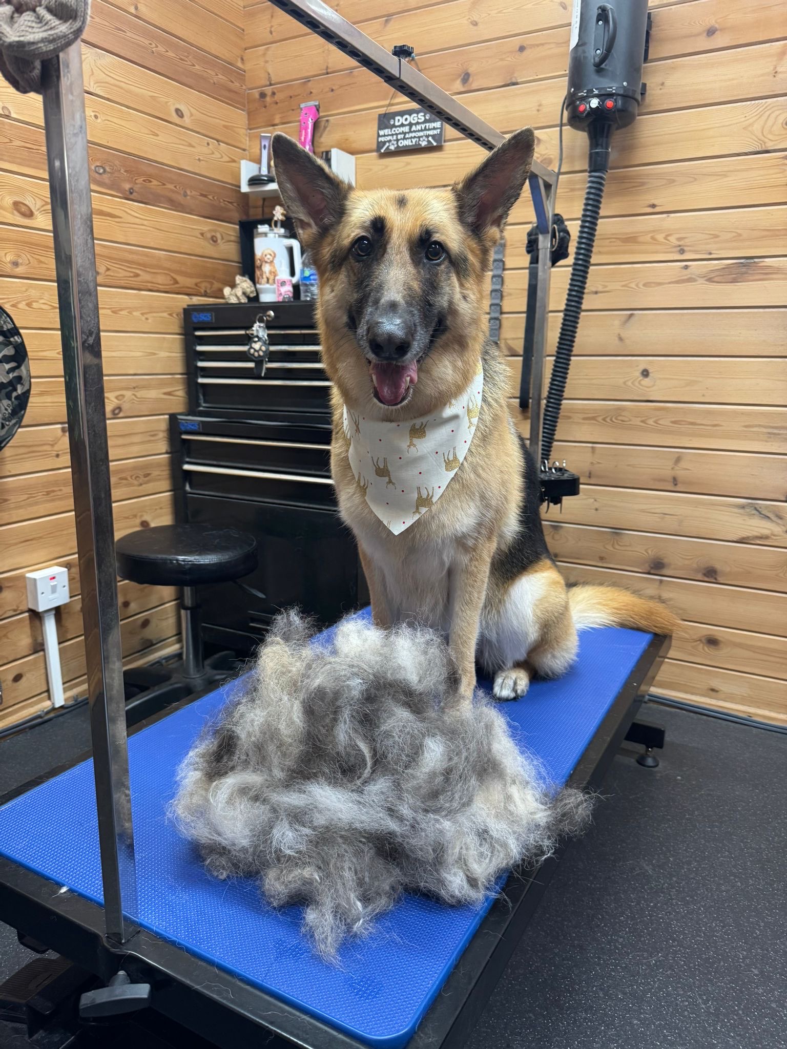 German Shepherd after deshedding treatment