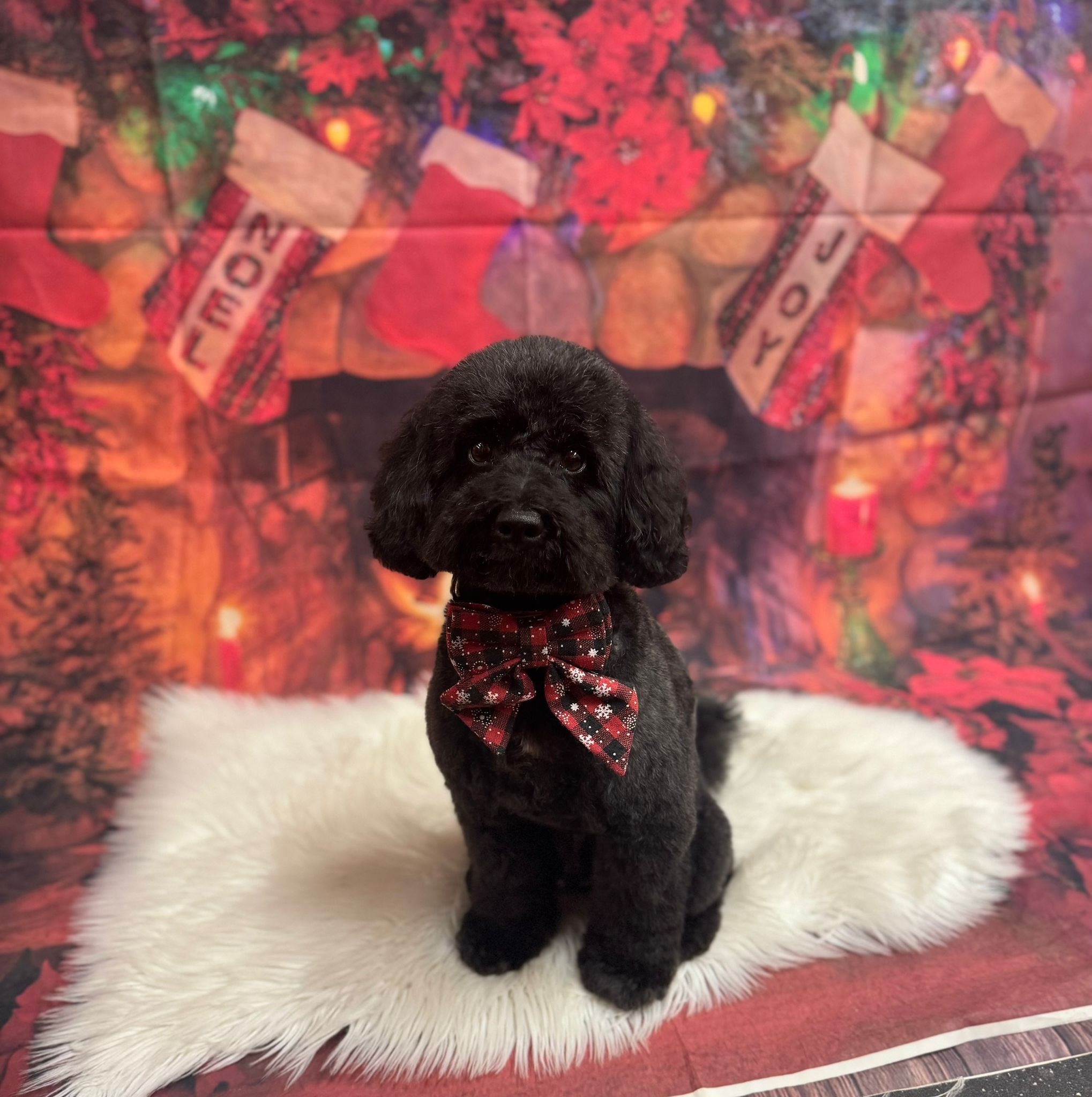 Black poodle with festive Christmas bow