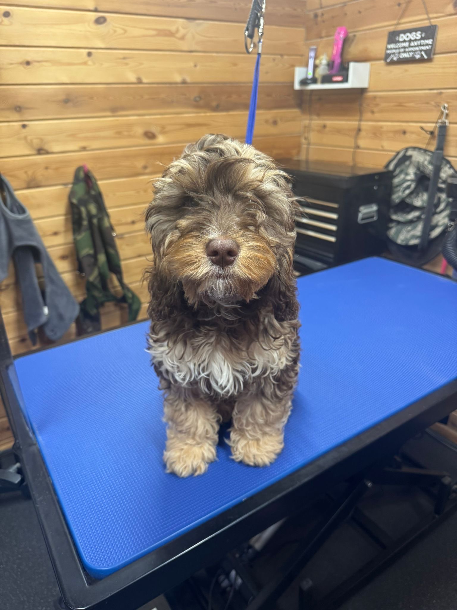 Chocolate cockapoo before grooming
